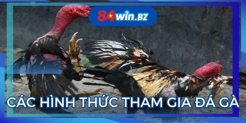 cac-hinh-thuc-tham-gia-da-ga-loi-cuon-tai-nha-cai-online