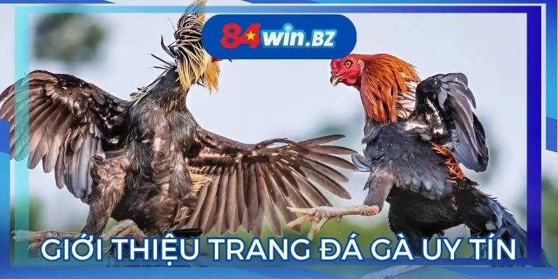 gioi-thieu-so-luoc-ve-trang-da-ga-uy-tin-tai-nha-cai