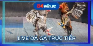 live-da-ga-truc-tiep