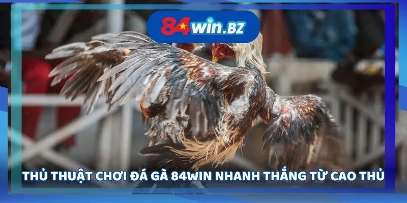 thu-thuat-choi-da-ga-84win-nhanh-thang-tu-cao-thu