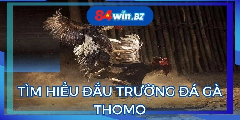 tim-hieu-dau-truong-da-ga-thomo-hap-dan
