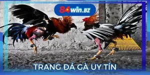 trang-da-ga-uy-tin-anh-dai-dien