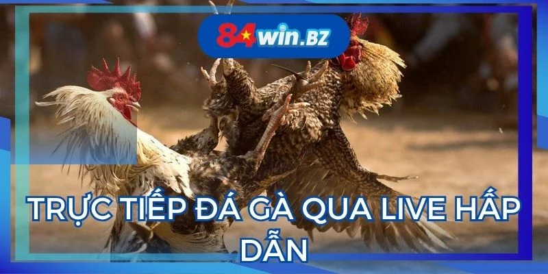 truc-tiep-da-ga-qua-live-hap-dan-tai-84win
